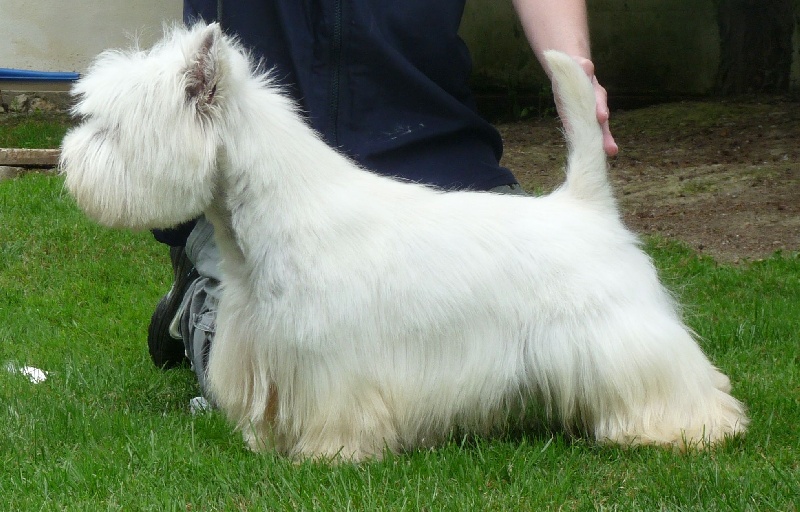 Les West Highland White Terrier de l'affixe du Domaine De L'écaillon