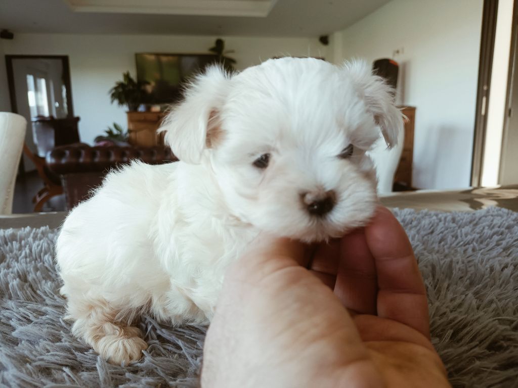 du Domaine De L'écaillon - Chiot disponible  - Bichon maltais