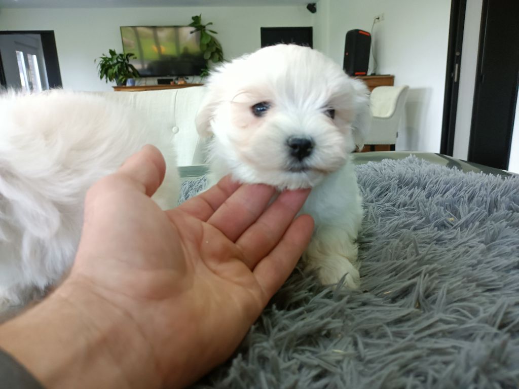 du Domaine De L'écaillon - Chiot disponible  - Bichon maltais