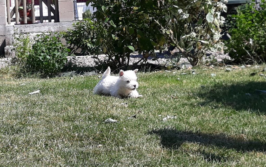 du Domaine De L'écaillon - Chiot disponible  - West Highland White Terrier