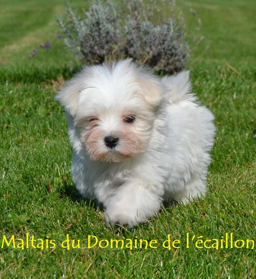 CHIOT
