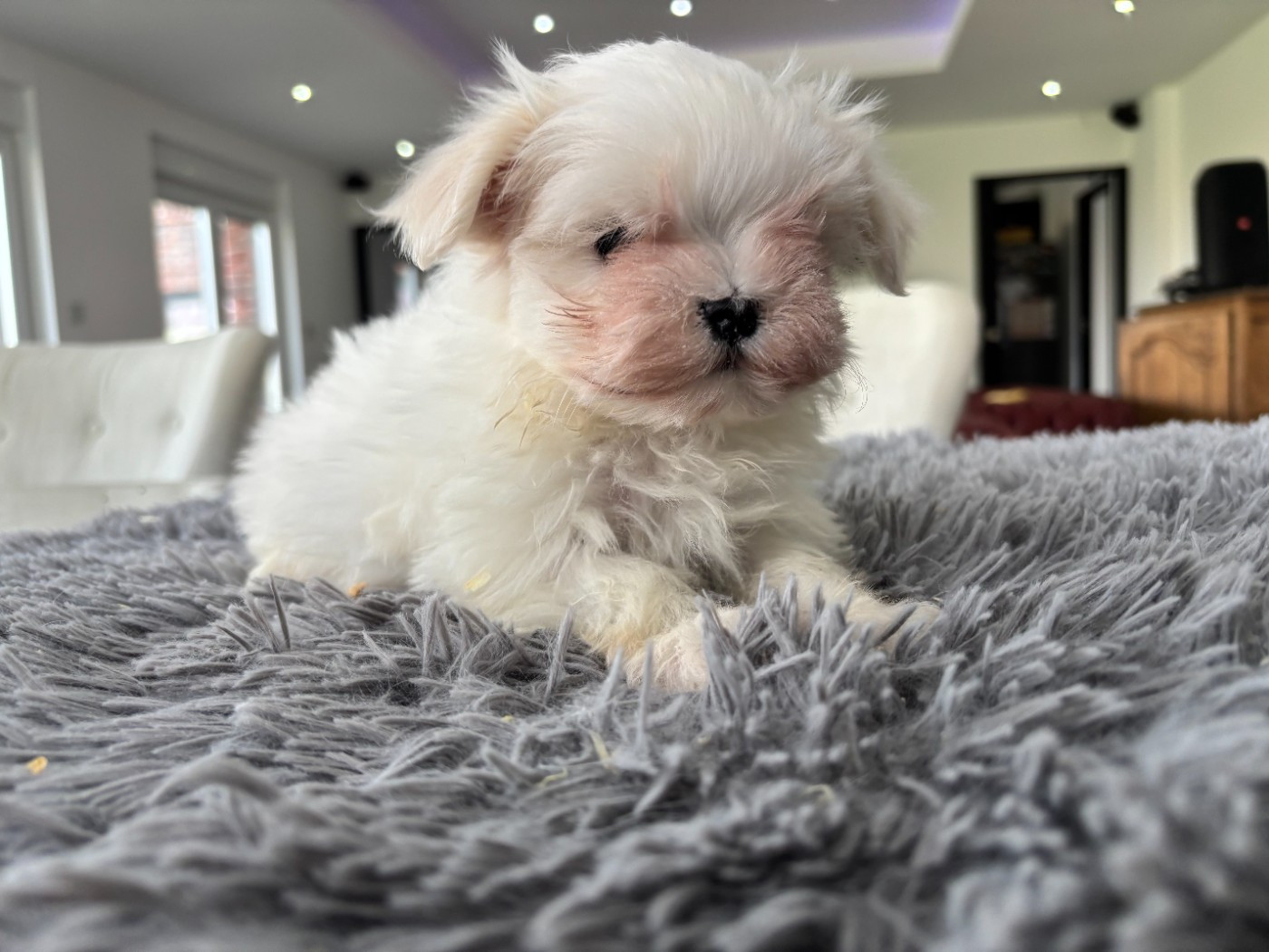 du Domaine De L'écaillon - Chiots disponibles - Bichon maltais