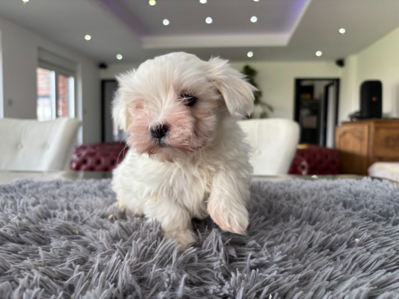 du Domaine De L'écaillon - Chiots disponibles - Bichon maltais