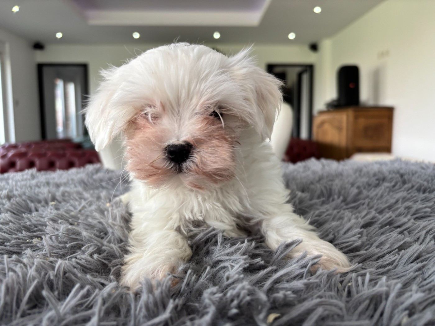 du Domaine De L'écaillon - Chiots disponibles - Bichon maltais