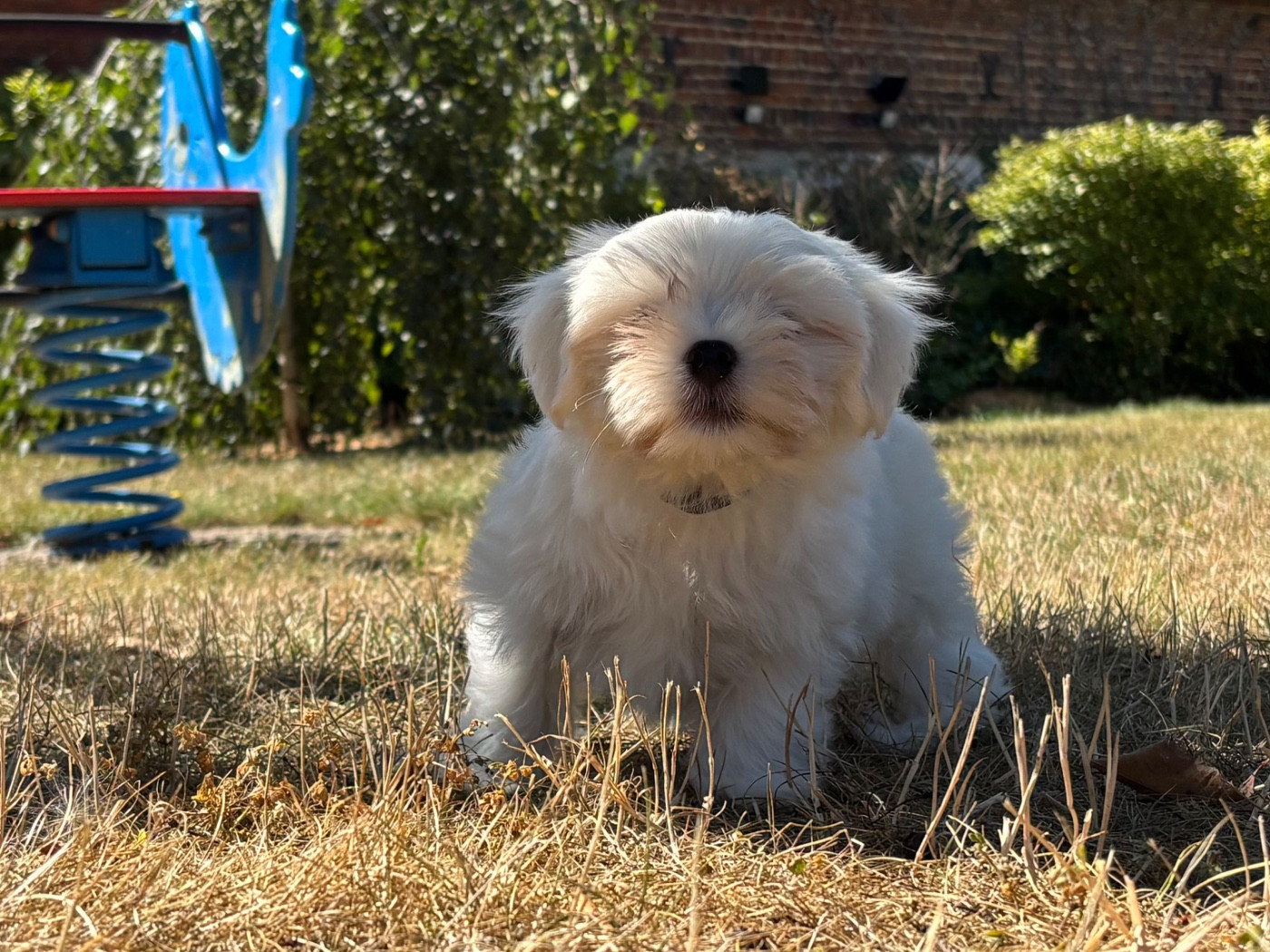 du Domaine De L'écaillon - Chiots disponibles - Bichon maltais