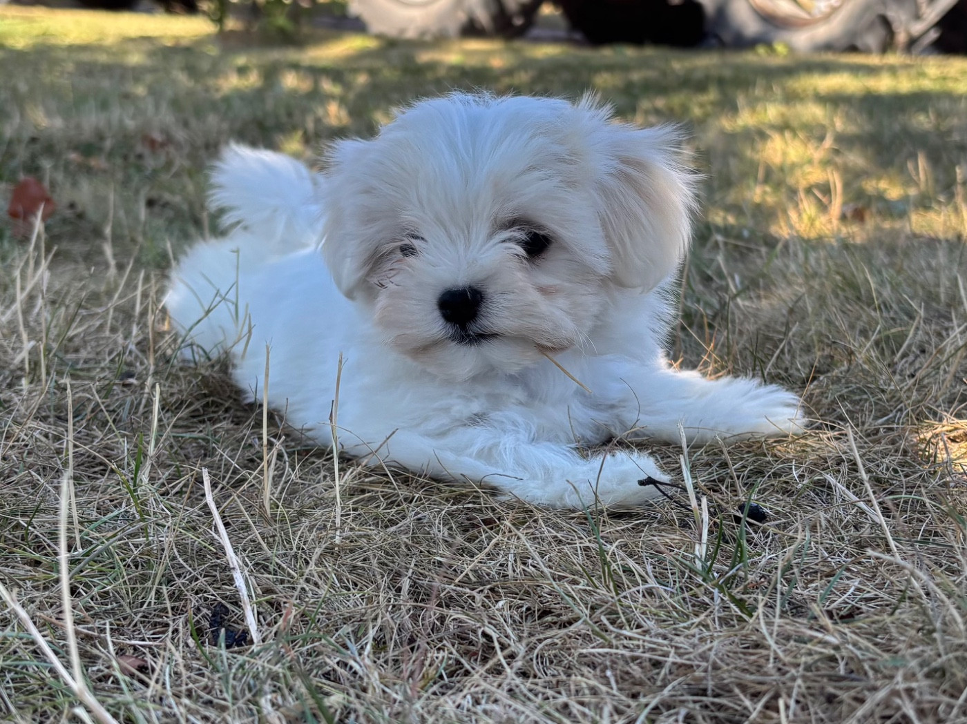 du Domaine De L'écaillon - Chiots disponibles - Bichon maltais