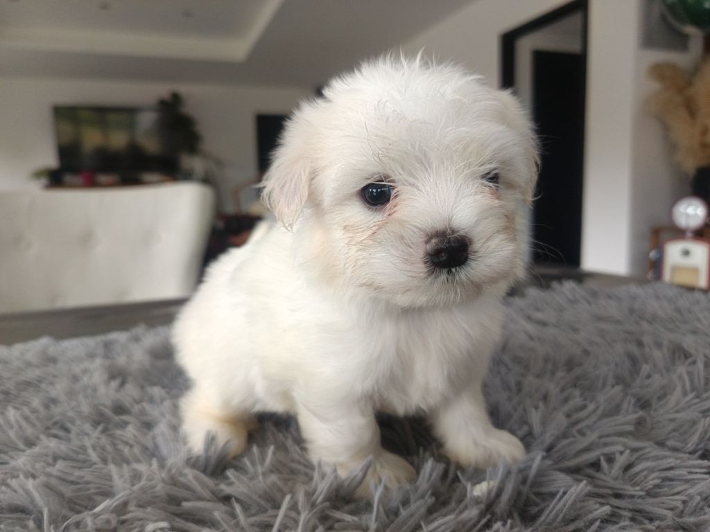 du Domaine De L'écaillon - Chiots disponibles - Bichon maltais