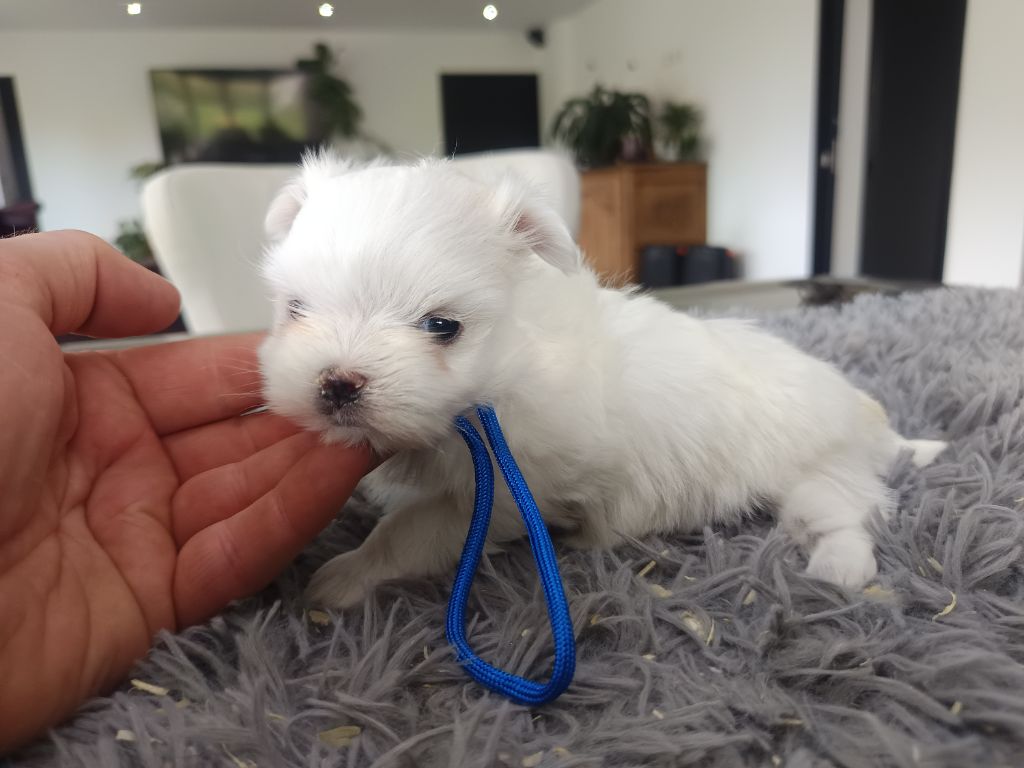 du Domaine De L'écaillon - Chiots disponibles - Bichon maltais