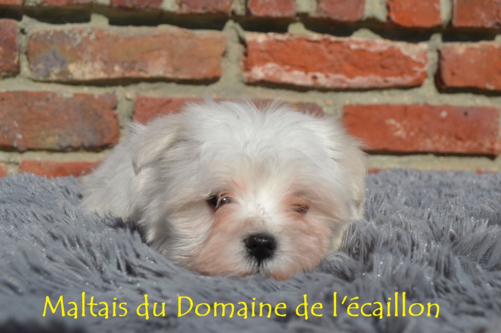 du Domaine De L'écaillon - Bichon maltais - Portée née le 14/08/2021