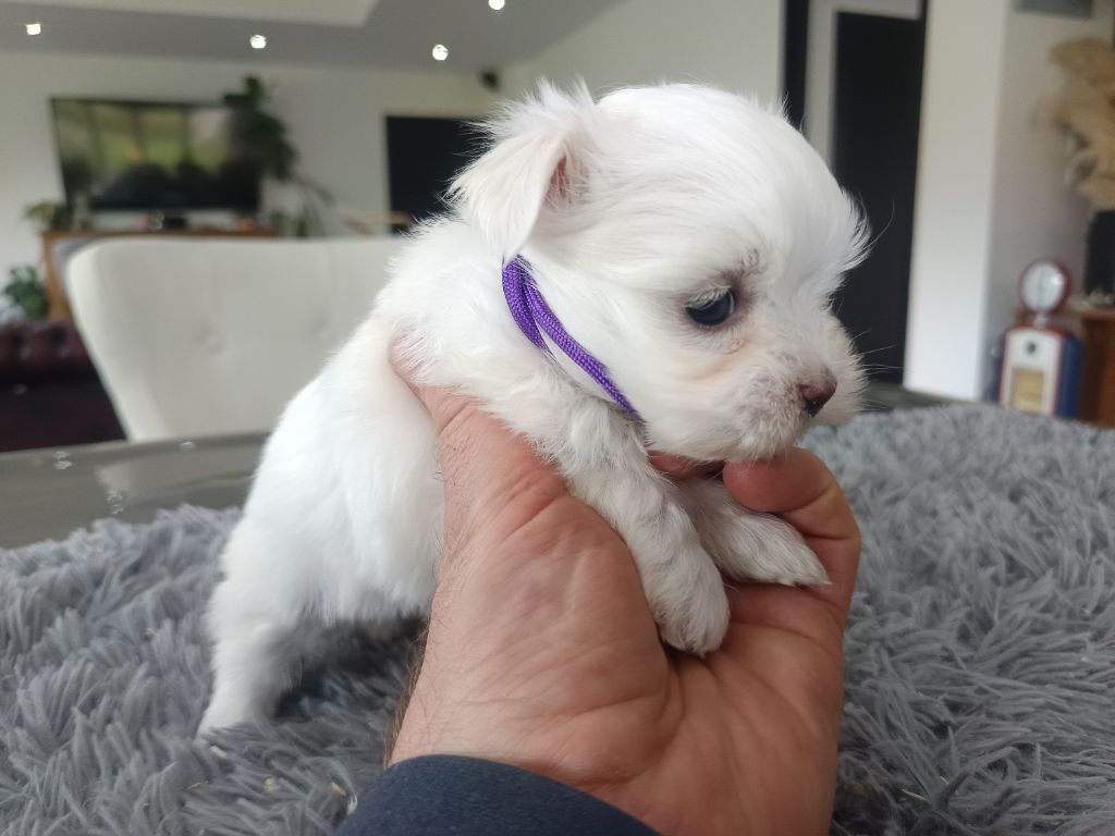 du Domaine De L'écaillon - Chiots disponibles - Bichon maltais