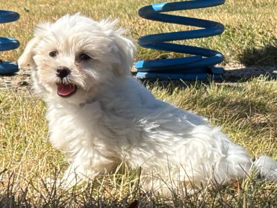 Chiot N°1