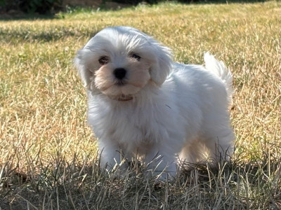 Chiot N°2