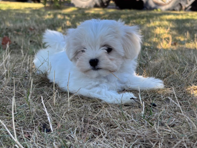 Chiot N°1