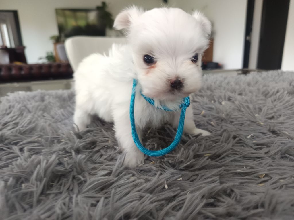 du Domaine De L'écaillon - Chiots disponibles - Bichon maltais
