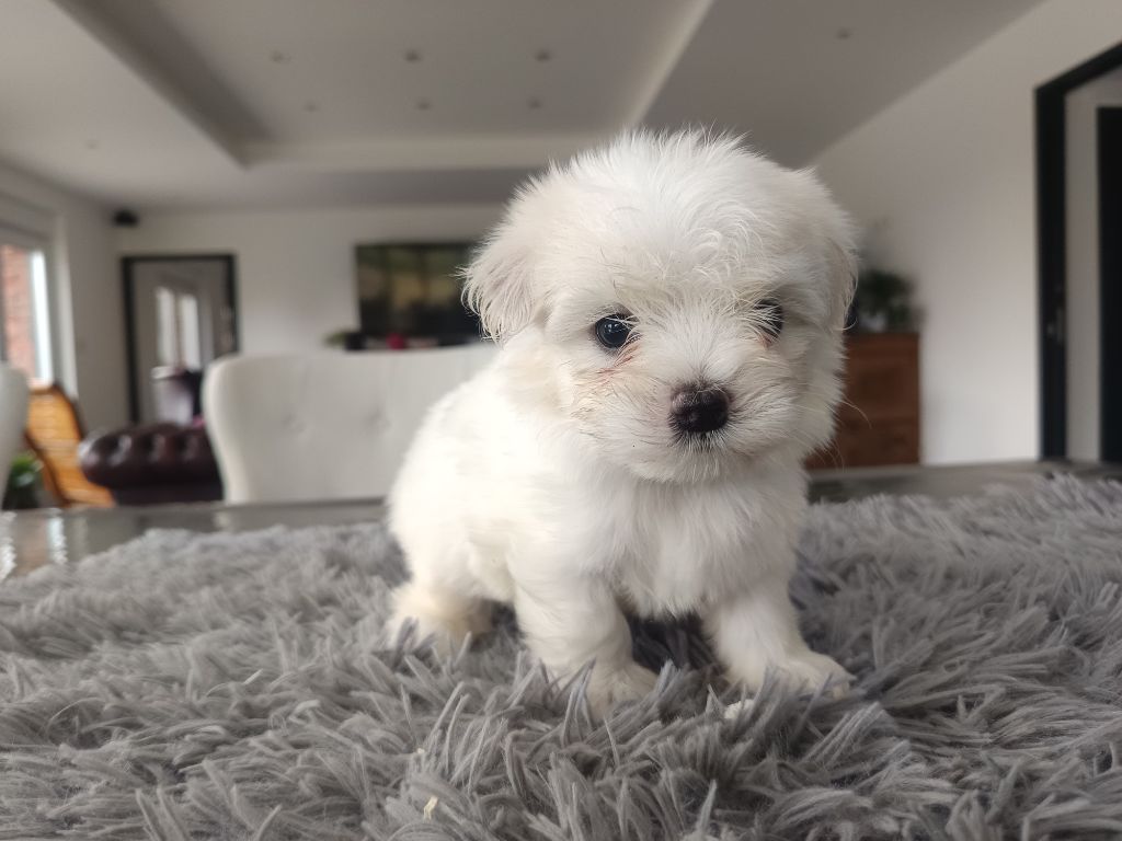 du Domaine De L'écaillon - Chiots disponibles - Bichon maltais