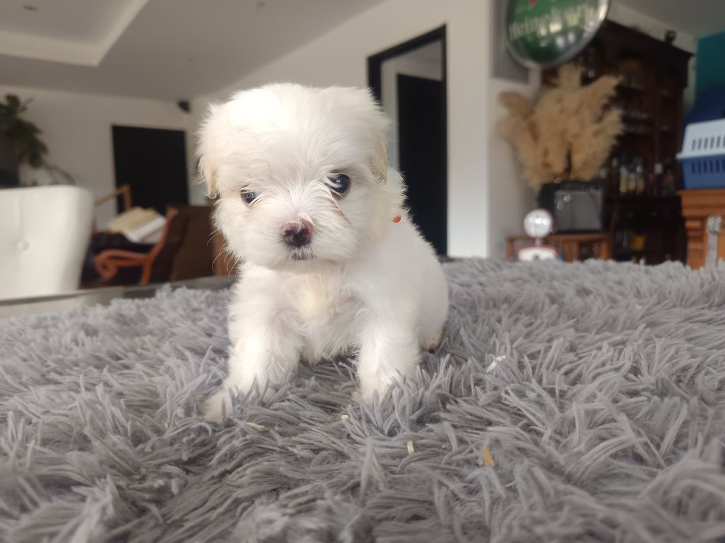 du Domaine De L'écaillon - Chiots disponibles - Bichon maltais