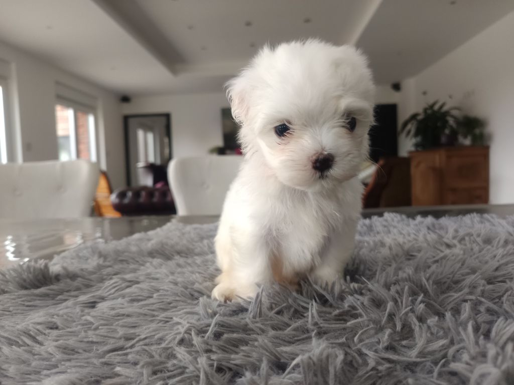 du Domaine De L'écaillon - Chiots disponibles - Bichon maltais